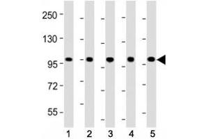 Western Blotting (WB) image for anti-Leucine-Rich Repeat Containing G Protein-Coupled Receptor 5 (LGR5) (AA 689-719) antibody (ABIN3028790)
