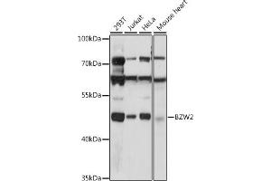 Western blot analysis of extracts of various cell lines, using BZW2 antibody (ABIN7265831) at 1:1000 dilution. (BZW2 Antikörper  (AA 190-300))