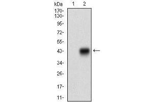 Western blot analysis using CDX2 mAb against HEK293 (1) and CDX2 (AA: 176-303)-hIgGFc transfected HEK293 (2) cell lysate. (CDX2 Antikörper  (AA 176-303))