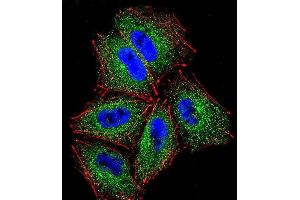 Confocal immunofluorescent analysis of PCDHAC2 Antibody (Center) (ABIN656091 and ABIN2845434) with NCI- cell followed by Alexa Fluor 488-conjugated goat anti-rabbit lgG (green). (PCDHAC2 Antikörper  (AA 616-644))