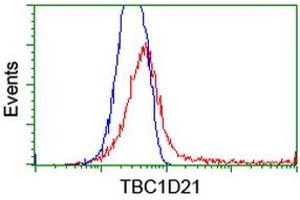 HEK293T cells transfected with either RC206651 overexpress plasmid (Red) or empty vector control plasmid (Blue) were immunostained by anti-TBC1D21 antibody (ABIN2455115), and then analyzed by flow cytometry. (TBC1D21 Antikörper)