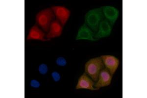 LBX1 Mouse Monoclonal Antibody staining Hela cells by IF/ICC. (Lbx1 Antikörper)