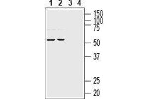 Western blot analysis of rat (lanes 1 and 3) and mouse (lanes 2 and 4) brain lysates: - 1,2 Anti-NETO1 (extracellular) Antibody (ABIN7043376, ABIN7044384 and ABIN7044385), (1:200). (NETO1 Antikörper  (Extracellular, N-Term))
