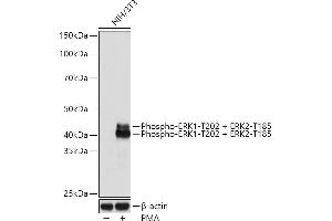 Western blot analysis of extracts of NIH/3T3 cells, using Phospho-ERK1-T202 + ERK2-T185 Rabbit mAb (ABIN7268610) at 1:1000 dilution. (ERK1/2 Antikörper  (pThr185, pThr202))