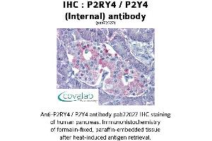 Image no. 1 for anti-Pyrimidinergic Receptor P2Y, G-Protein Coupled, 4 (P2RY4) (Internal Region) antibody (ABIN1737766)