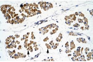 Rabbit Anti-EMX2 Antibody  Paraffin Embedded Tissue: Human Muscle Cellular Data: Skeletal muscle cells Antibody Concentration: 4. (EMX2 Antikörper  (N-Term))