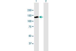 Western Blot analysis of RALGDS expression in transfected 293T cell line by RALGDS MaxPab polyclonal antibody.