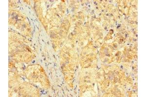 Immunohistochemistry of paraffin-embedded human adrenal gland tissue using ABIN7165418 at dilution of 1:100 (FAM153C Antikörper  (AA 1-144))