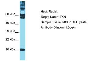 Host: Rabbit Target Name: TXN Sample Type: MCF7 Whole Cell lysates Antibody Dilution: 1.