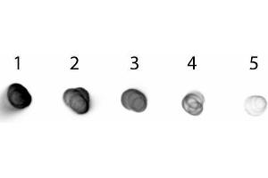 Dot Blot of Goat anti-Golden Syrian Hamster IgG Antibody Alkaline Phosphatase Conjugated. (Ziege anti-Syrischer Goldhamster IgG (Heavy & Light Chain) Antikörper (Alkaline Phosphatase (AP)))