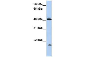 WB Suggested Anti-UBD Antibody Titration:  0. (UBD Antikörper  (N-Term))
