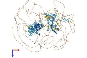 EIF4G3 Protein (AA 1-1579) (His tag)