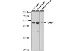 Western blot analysis of extracts of various cell lines using YEATS4 Polyclonal Antibody at dilution of 1:1000. (GAS41 Antikörper)