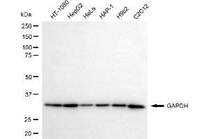 Western blotting analysis using GAPDH antibody (ABIN7798767).