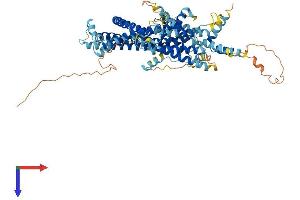 STRA6 Protein (AA 1-667) (His tag)