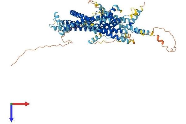STRA6 Protein (AA 1-667) (His tag)