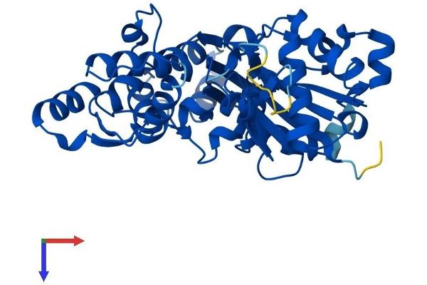 beta Actin Protein (AA 1-375) (His tag)
