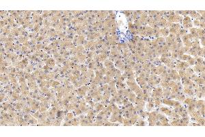Detection of FTH in Human Liver Tissue using Monoclonal Antibody to Ferritin, Heavy Polypeptide (FTH) (FTH1 Antikörper  (AA 1-183))