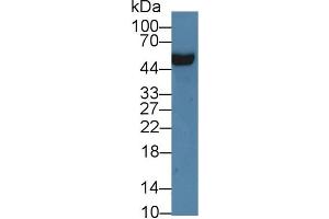 Western blot analysis of Rat Serum, using Rat APOH Antibody (3 µg/ml) and HRP-conjugated Goat Anti-Rabbit antibody ( (APOH Antikörper  (AA 20-297))