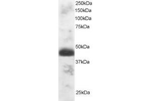 ABIN184742 staining (1µg/ml) of Human Testis lysate (RIPA buffer, 30µg total protein per lane). (TFEC Antikörper  (N-Term))