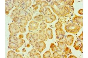 Immunohistochemistry of paraffin-embedded human pancreatic tissue using ABIN7160859 at dilution of 1:100 (SIRT3 Antikörper  (AA 20-130))