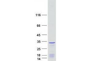 Western Blotting (WB) image for Eukaryotic Translation Initiation Factor 4H (EIF4H) (Transcript Variant 1) protein (Myc-DYKDDDDK Tag) (ABIN2720105)