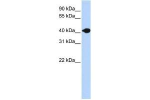 DNASE2B antibody used at 1 ug/ml to detect target protein.