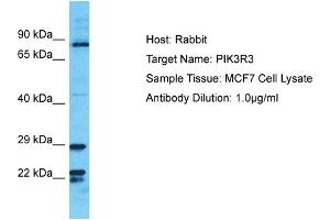 Host: Rabbit Target Name: PIK3R3 Sample Tissue: Human MCF7 Whole Cell Antibody Dilution: 1ug/ml