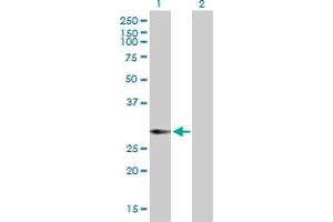 Western Blot analysis of KCTD4 expression in transfected 293T cell line by KCTD4 MaxPab polyclonal antibody. (KCTD4 Antikörper  (AA 1-259))