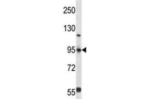 FOXP4 antibody western blot analysis in 293 lysate