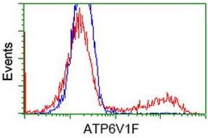 HEK293T cells transfected with either RC210728 overexpress plasmid (Red) or empty vector control plasmid (Blue) were immunostained by anti-ATP6V1F antibody (ABIN2454215), and then analyzed by flow cytometry.