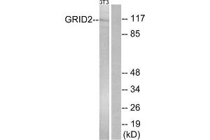 Western blot analysis of extracts from NIH/3T3 cells, using GRID2 antibody. (GRID2 Antikörper  (C-Term))