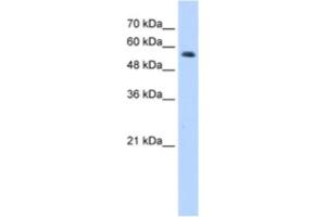 Western Blotting (WB) image for anti-Ring Finger Protein 8 (RNF8) antibody (ABIN2462018)