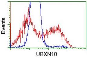 HEK293T cells transfected with either RC208225 overexpress plasmid (Red) or empty vector control plasmid (Blue) were immunostained by anti-UBXN10 antibody (ABIN2453761), and then analyzed by flow cytometry. (UBXN10 Antikörper)