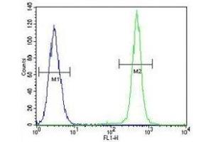 IGF1 antibody flow cytometric analysis of A549 cells (green) compared to a negative control cell (blue). (IGF1 Antikörper  (AA 115-144))