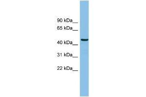 WB Suggested Anti-HS1BP3 Antibody Titration: 0. (HS1BP3 Antikörper  (N-Term))