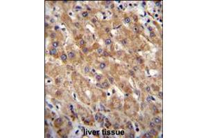 MIA40 Antibody immunohistochemistry analysis in formalin fixed and paraffin embedded human liver tissue followed by peroxidase conjugation of the secondary antibody and DAB staining. (CHCHD4 Antikörper  (C-Term))