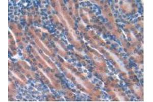 IHC-P analysis of Mouse Kidney Tissue, with DAB staining. (GPX4 Antikörper  (AA 74-197))
