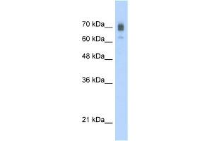 WB Suggested Anti-KIF22 Antibody Titration:  2.