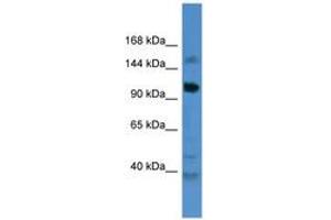 Image no. 1 for anti-Coiled-Coil Domain Containing 87 (CCDC87) (AA 733-782) antibody (ABIN6746490) (CCDC87 Antikörper  (AA 733-782))