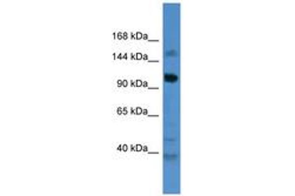 CCDC87 Antikörper  (AA 733-782)