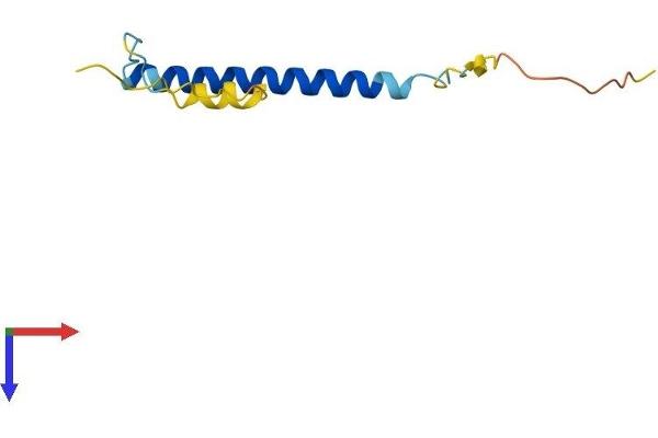 C19ORF53 Protein (AA 1-99) (His tag)