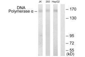 Western blot analysis of extracts from Jurkat cells, 293 cells and HepG2 cells, using DNA Polymerase α antibody. (POLA1 Antikörper  (N-Term))