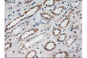 Immunohistochemical staining of paraffin-embedded liver using anti-HES1 (ABIN2452569) mouse monoclonal antibody. (HES1 Antikörper  (AA 1-280))