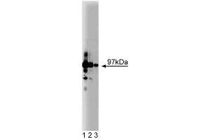 Western blot analysis of CDC27 on HeLa lysate. (CDC27 Antikörper  (AA 145-343))