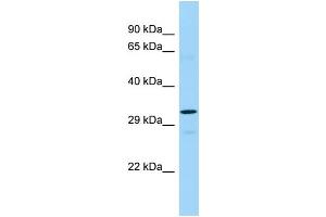WB Suggested Anti-TAAR2 Antibody Titration: 1.
