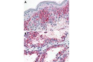 Immunohistochemical staining of formalin-fixed, paraffin-embedded human prostate (A) and human prostate (B) tissue after heat-induced antigen retrieval. (HTR2A Antikörper  (N-Term))