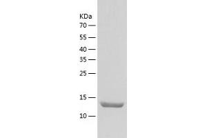 TRIM Protein (AA 29-186) (His tag)