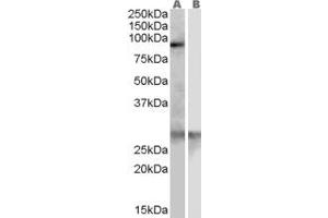 Western Blotting (WB) image for anti-Acetyl LDL Receptor (SCARF1) (Internal Region) antibody (ABIN2466320) (SCARF1 Antikörper  (Internal Region))
