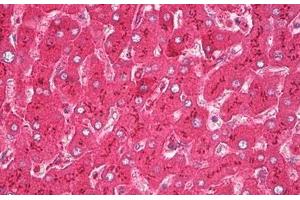 Anti-Haptoglobin antibody IHC staining of human liver.